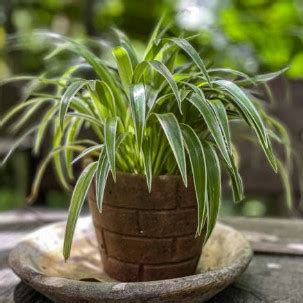 吊蘭開花|吊蘭怎麽照顧？會開花嗎？吊蘭種植方法、花語、風。